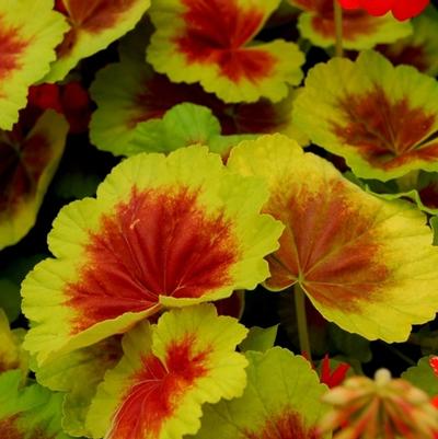 Pelargonium x hortorum Indian Dunes