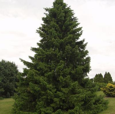 Picea omorika 