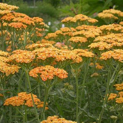 Achillea Millefolium Terracotta