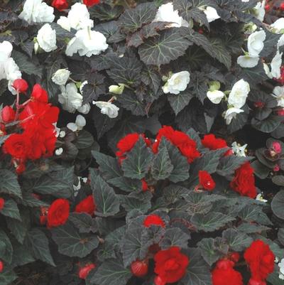 Begonia tuberosa Nonstop® Mocca Scarlet