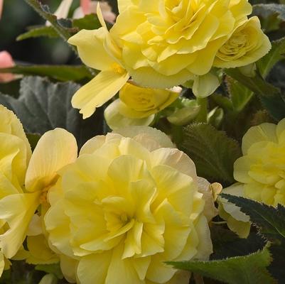 Begonia tuberosa Go Go™ Yellow