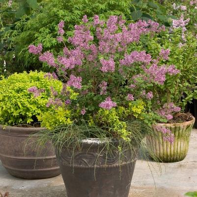 Syringa x Bloomerang® Purple