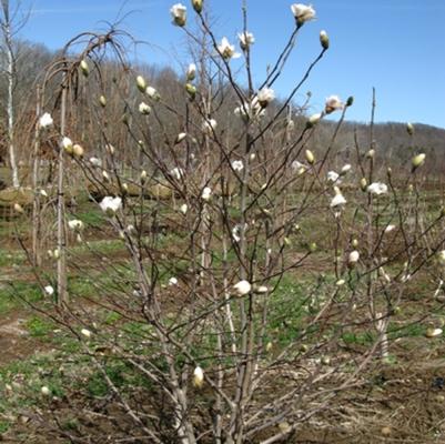 Magnolia stella 