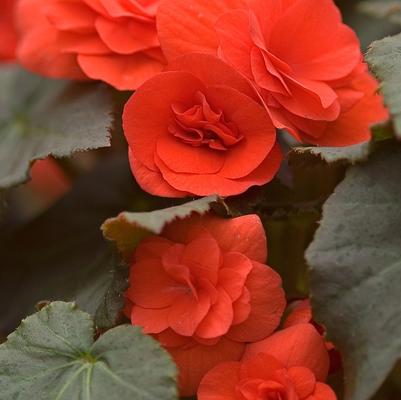 Begonia Solenia® Orange