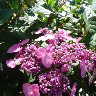 Hydrangea macrophylla Twist and Shout™