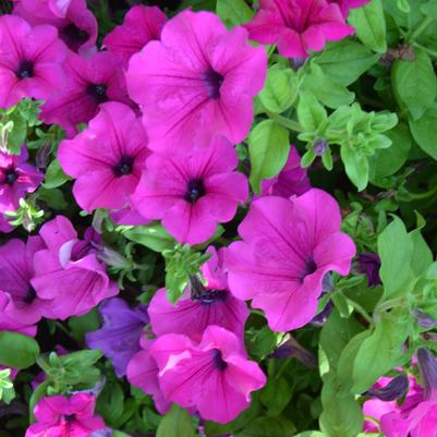 Petunia Giant Purple