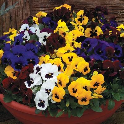 Viola wittrockiana Colossus™ Blotched Mix Formula