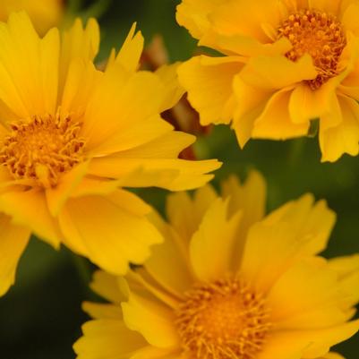 Coreopsis Presto