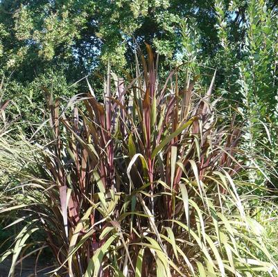 Pennisetum purpureum Prince