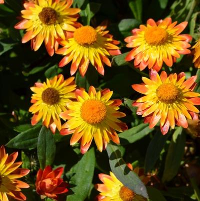 Bracteantha hybrid Sundaze® Golden Beauty