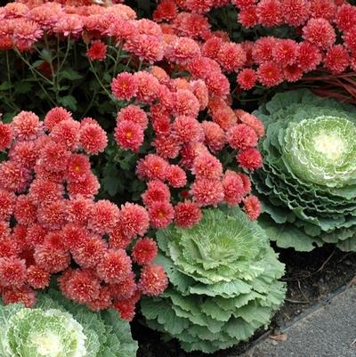 Brassica oleracea 