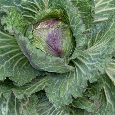 Brassica oleracea January King