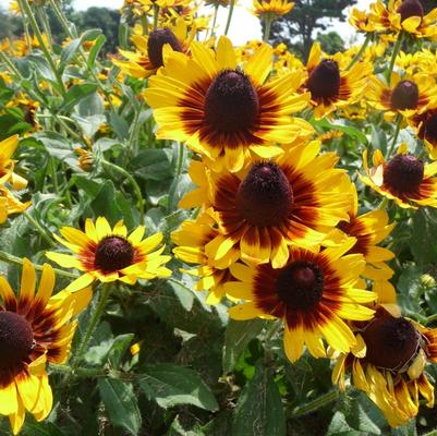 Rudbeckia hirta Denver Daisy™