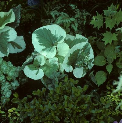 Brunnera macrophylla Variegata
