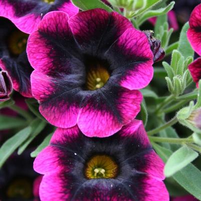 Calibrachoa hybrid Superbells® Blackberry Punch