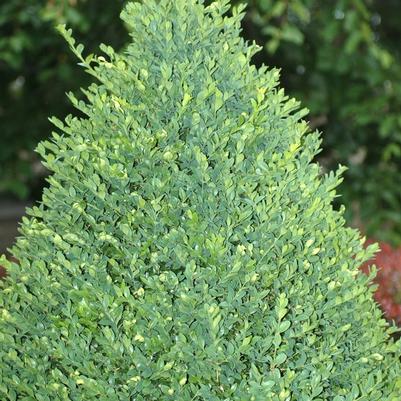 Buxus x Green Mountain