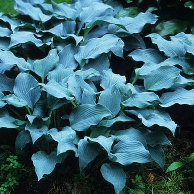 Hosta Blue Wedgewood