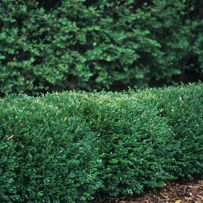 Buxus x Green Gem