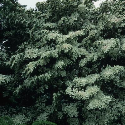 Cornus kousa Chinensis