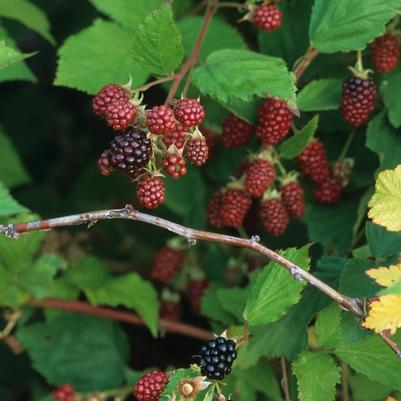 Rubus ursinus Black Satin