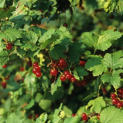 Ribes rubrum Red Lake