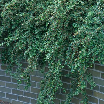 Cotoneaster apiculatus 