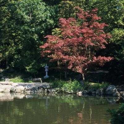 Acer 