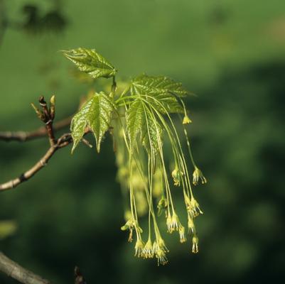 Acer saccharum Green Mountain™