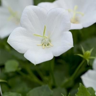 Campanula White Clips