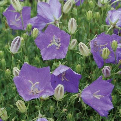 Campanula carpatica Blue Clips