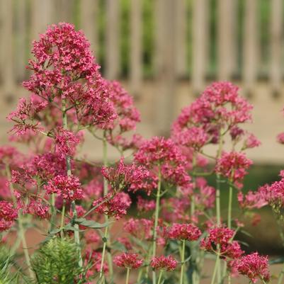 Centranthus ruber Coccineus