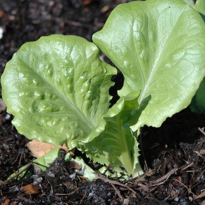 Lactuca sativa Concept