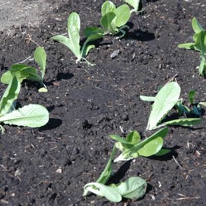 Lactuca sativa Green Towers