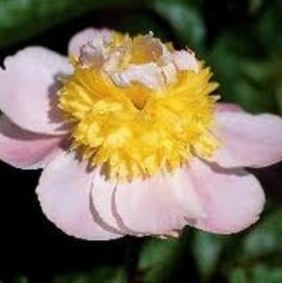 Paeonia lactiflora Butter Bowl