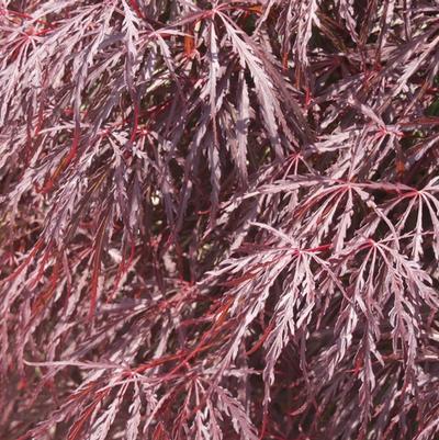 Acer dissectum 