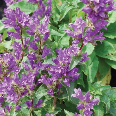 Campanula glomerata Superba