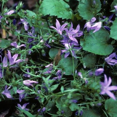 Campanula porscharskyana 