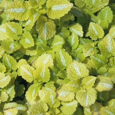 Lamium maculatum Red Nancy