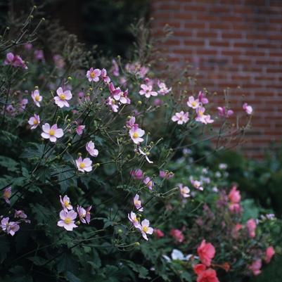 Anemone vitifolia Robustissima