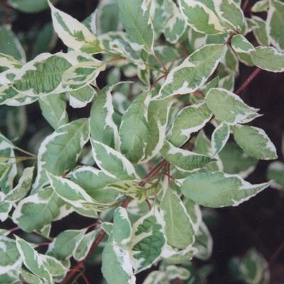 Cornus alba Argenteo-marginata