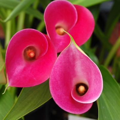 Zantedeschia aethiopica Garnet Glow