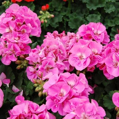 Pelargonium x hortorum Deep Pink