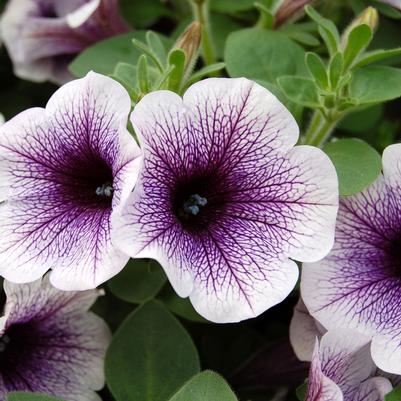 Petunia Blue Vein