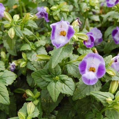 Torenia fournieri Torrie™ Blue