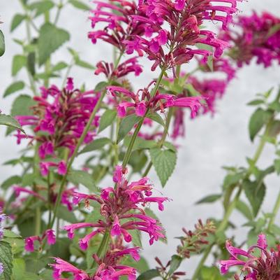 Agastache Color Spires®Pink