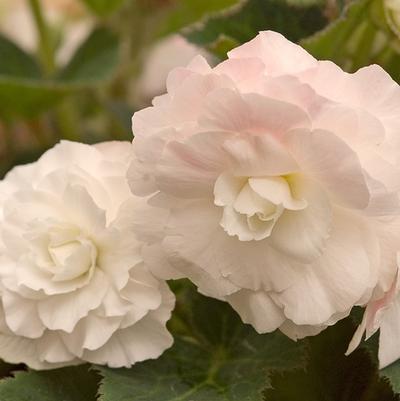 Begonia tuberosa Appleblossom