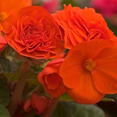 Begonia tuberosa Nonstop® Golden Orange