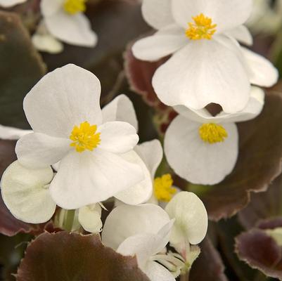 Begonia Cocktail Whiskey