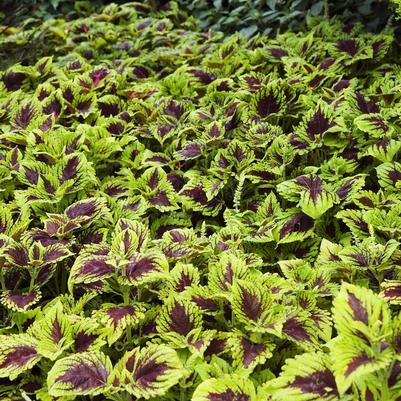 Solenostemon scutellarioides Empire Mix