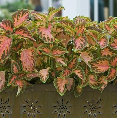 Coleus hybrid Wizard Coral Sunrise